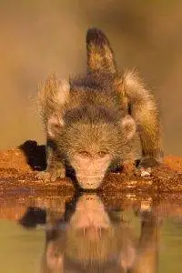 Greater Kruger Photo Safari - Baby Baboon drinking at a waterhole
