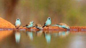 Indlovu wildlife photo safari hides - Blue Waxbills birds at a waterhole