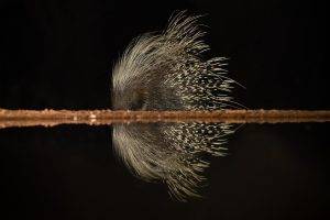 Indlovu wildlife photo safari hides - Porcupine at night at a waterhole