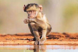 Indlovu wildlife photo safari hides - Baby Baboon at a water hole
