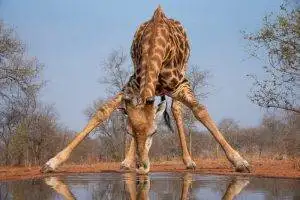 Giraffe drinking from a waterhole