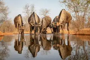 Greater Kruger Park Photo Safari - Wildebeest drinking