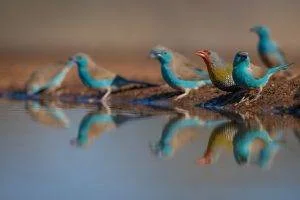 six small birds photo taken from a bird hide