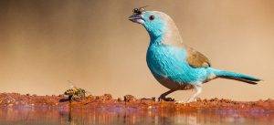 Indlovu wildlife photo safari hides - Blue Waxbill Bird