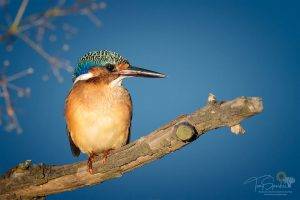 Malachite Kingfisher perched on a branch