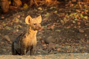 Spotted-Hyena in golden afternoon sun.