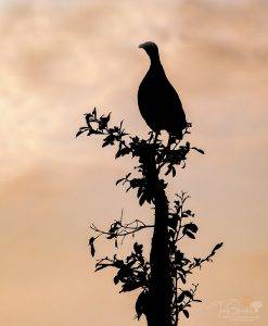Swainson's Spurfowl Silhouette