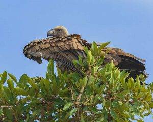 White-backed Vulture - Perched in the top of a tree