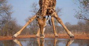 Greater Kruger Photo Safari 4 Greater Kruger Photo Safari - Giraffe Drinking From a Waterhole