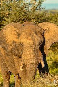 African Elephant - Pungwe Bush Camp Photo Safari
