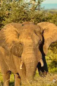 Pungwe Bush Camp 20 African Elephant - Pungwe Bush Camp Photo Safari