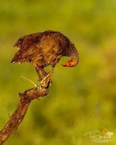 Pungwe Bush Camp 9 Swainson Spurfowl - Pungwe Bush Camp Photo Safari