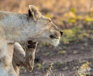 Wild Africa 17 Greater Kruger photo safari -lioness scratching her ear