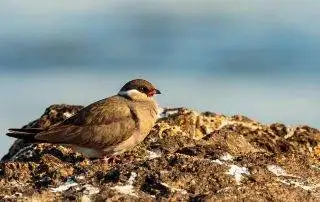 Bird Migration (Part 2) 3 Rock Pratincole - Intra African Migrant