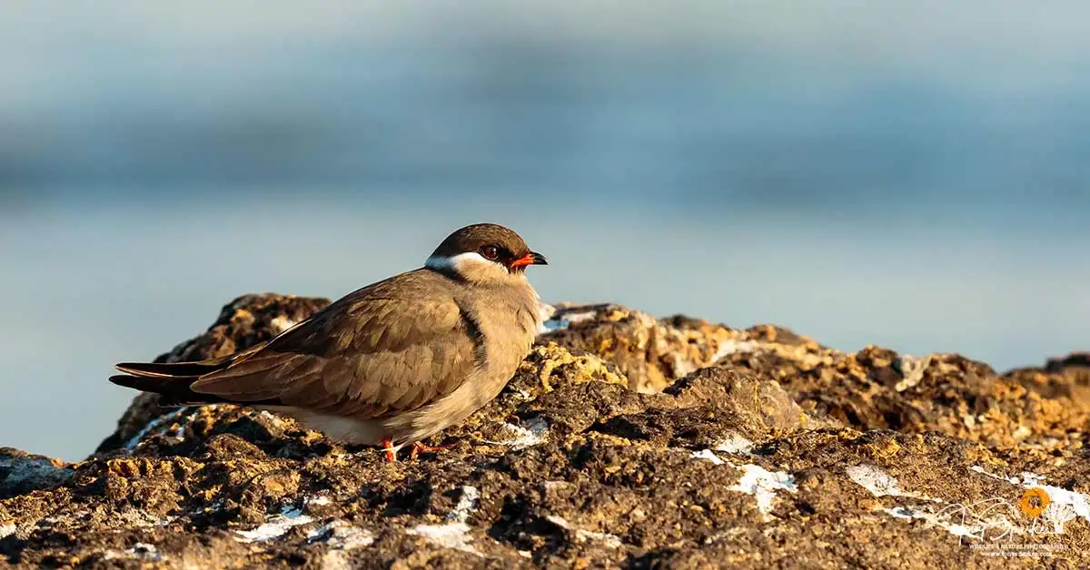 Rock Pratincole - Intra African Migrant