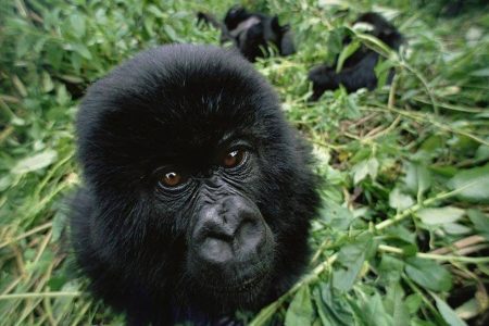 Baby-Mountain-Gorilla Baby-Mountain-Gorilla