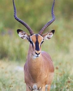 African Safari Animals - Male Black-faced Impala portrait