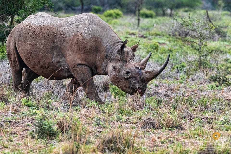 Black Rhinoceros - Big Five Africa