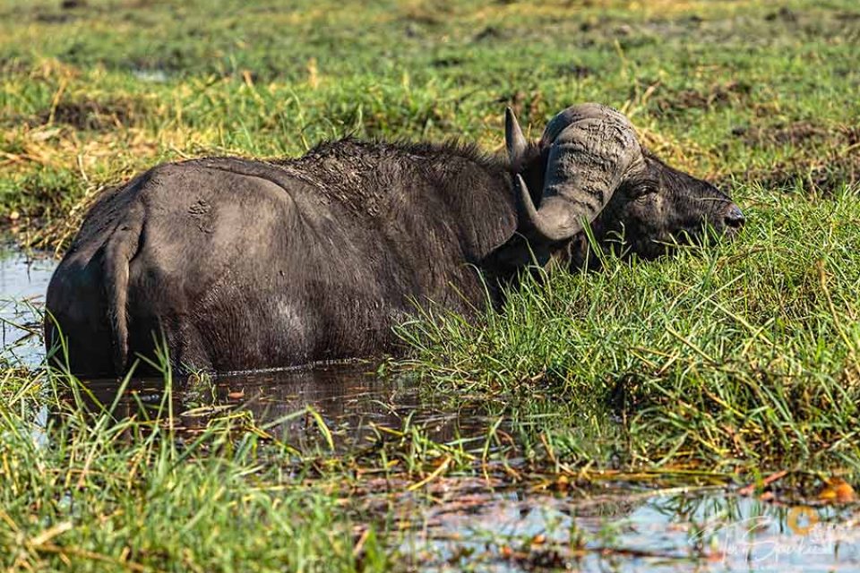 Cape Buffalo Cape Buffalo stood in water- A Safari Animal