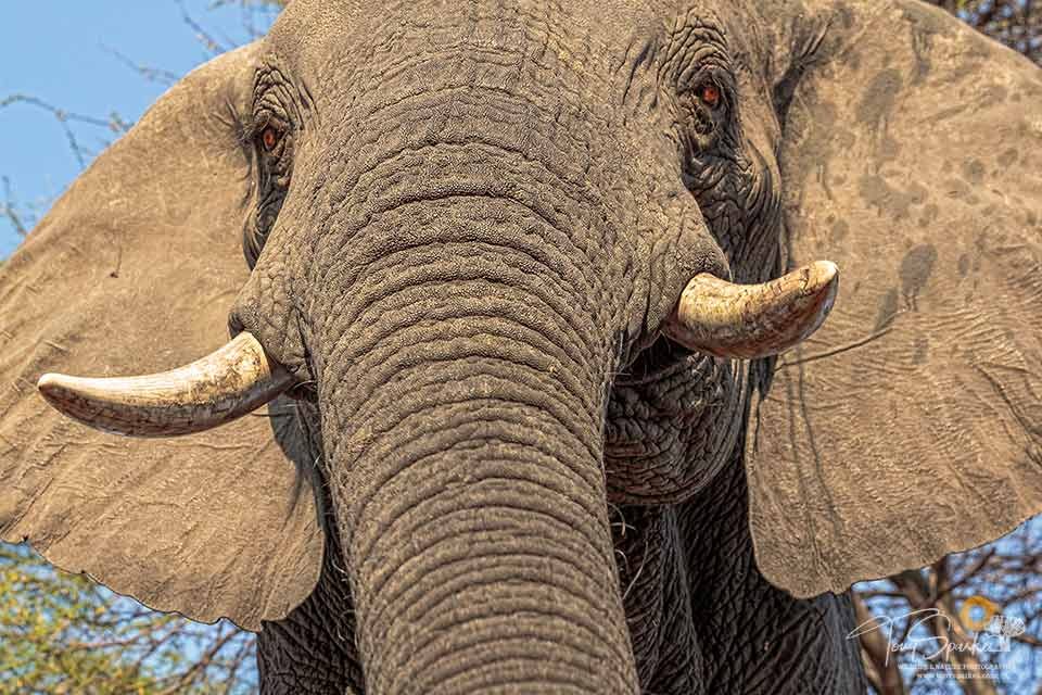 Wildlife photo tips -African elephant head from low perspective