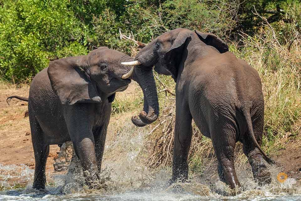 African Elephants Fighting Bull Elephants the side of a river