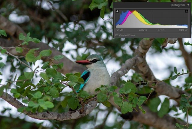 Woodland Kingfisher - Correctly exposed photo showing the histogram
