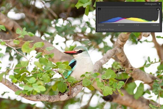 Woodland Kingfisher - Over exposed photo showing the histogram