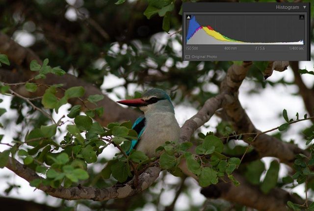 Woodland Kingfisher - Underexposed photograph showing the histogram