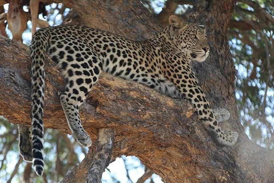 African Leopard Safari Animals - African Leopard laid out in a tree