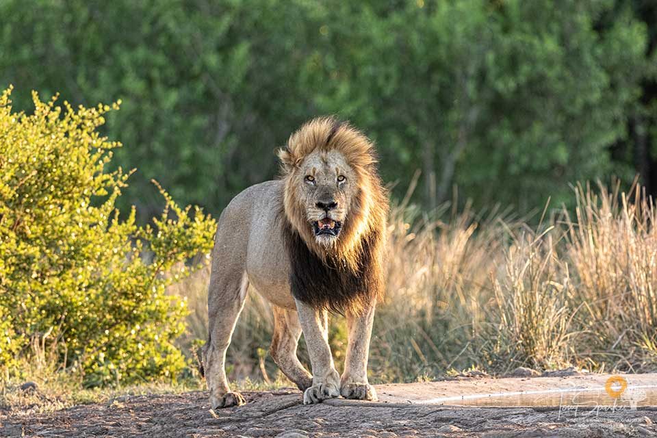 Single male Lion looking directly at the camera