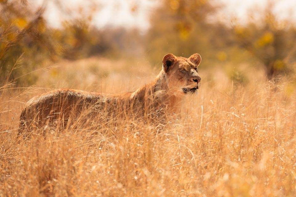 Lioness Luxury Kruger Park Photo Safari - Lioness stood in Long Yellow Grass