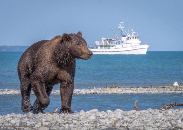 Alaska Tour - Bear on a beach
