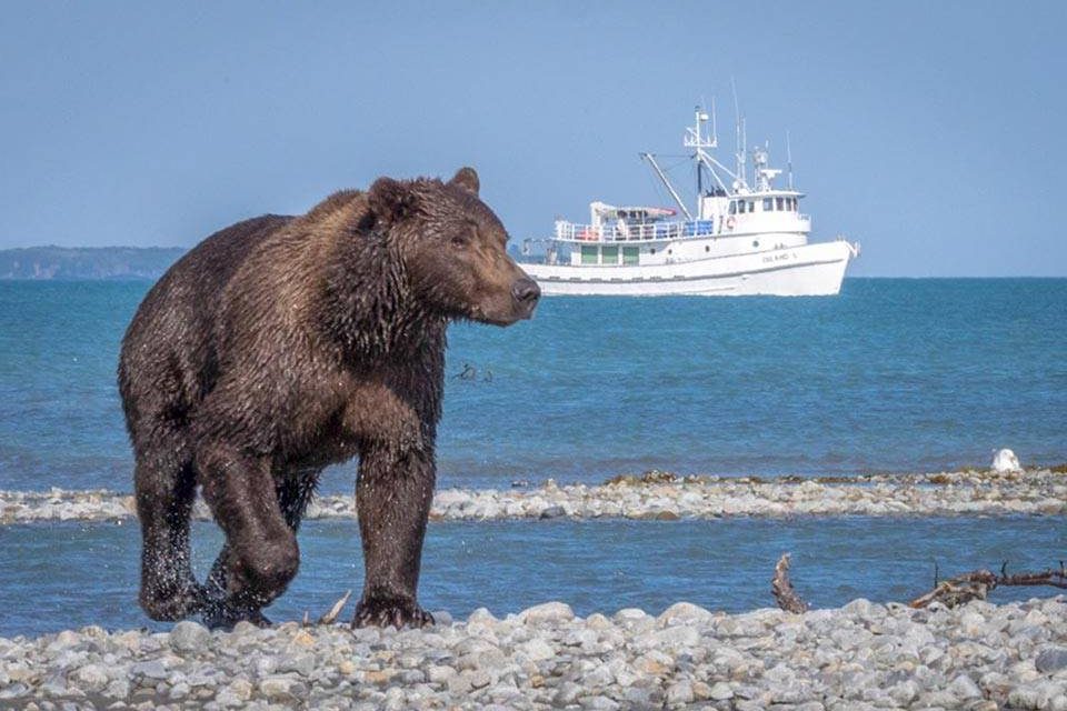 Brown Bear Alaska wildlife tour - Brown Bear on a beach with boat in background - Wildlife Tours Bears of Katmai