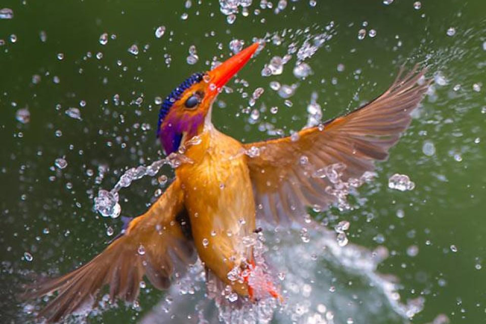 Pygmy Kingfisher – Zimanga Hides Pygmy Kingfisher Exiting the Water - Zimanga Lodge